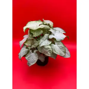 Syngonium White Butterfly | 4 Inch Pot | House Plant | Live Plant | Decoration