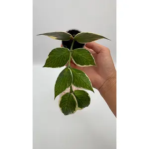 Hoya Polyneura Variegated - Albomarginata - US SELLER