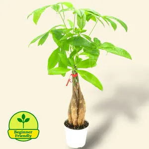 Money Tree 4” - Low Maintenance Easy Care House Plant