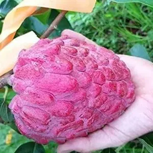 5 seeds Annona reticulata - Custard Apple seeds - Bullocks Heart