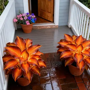 Hosta Seeds Perennial Shade Plant for 800 Seeds Easy to Grow Low Maintenance Ideal for Shaded Yards Borders and Under Tree Areas