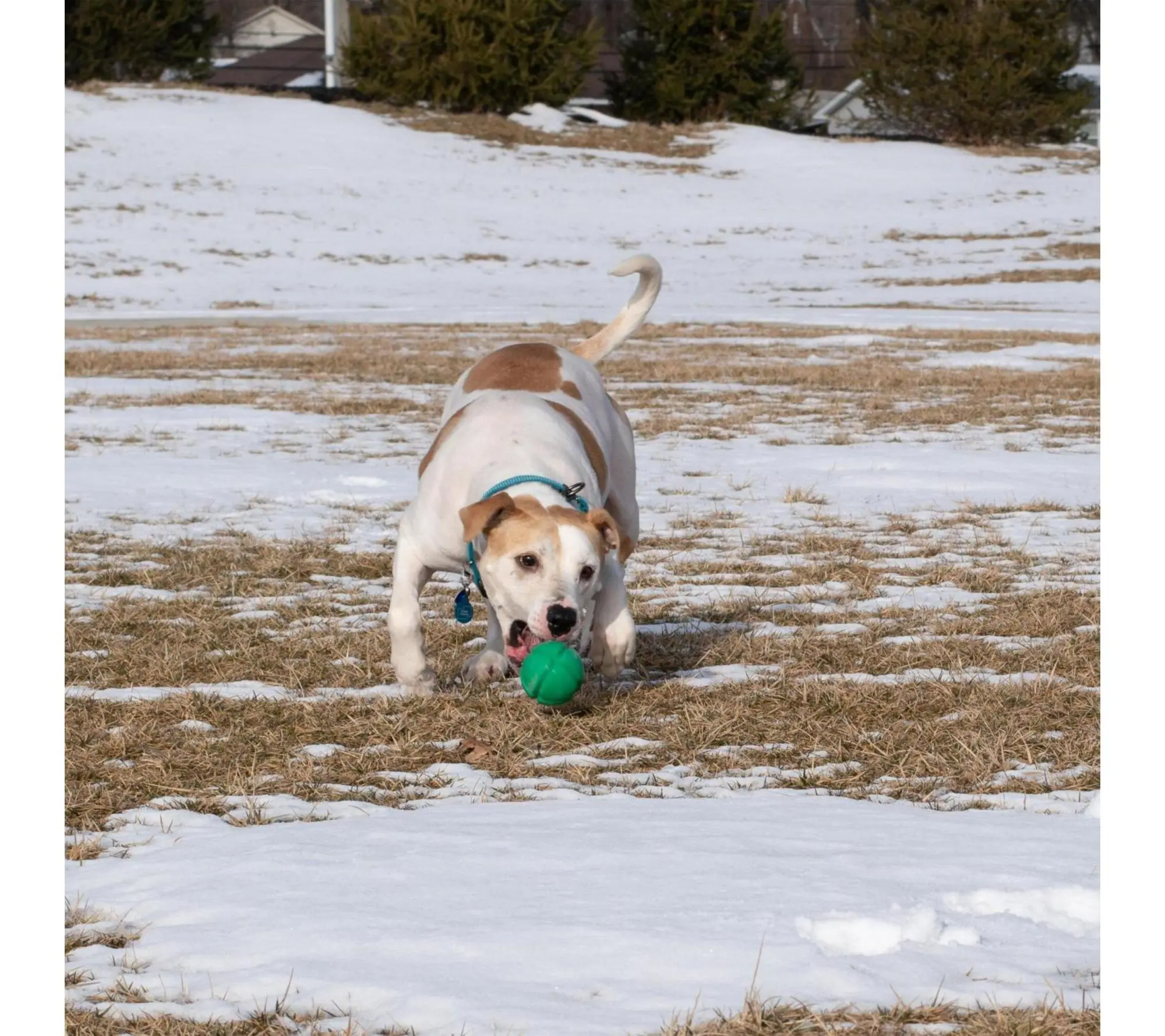 PetKORE FloTex Ball, 3.25" Large Green Dog Toy