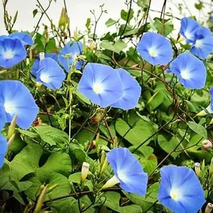 Organic Heavenly Blue Morning Glory Seeds (Ipomoea tricolor) – Classic Blue Blooms, Fast-Growing Climber, Perfect for Trellises and Fences – 25+ Seeds