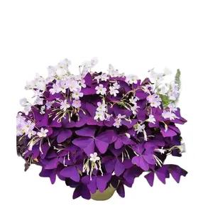 12PCS Purple Shamrocks Bulbs Oxalis for Planting Grows