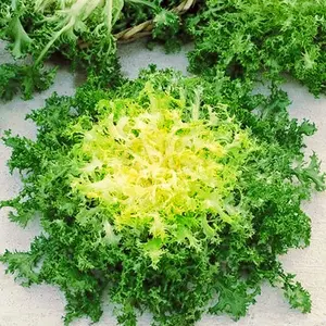 Endive"Green Ruffec" Frisee - 500+ seeds