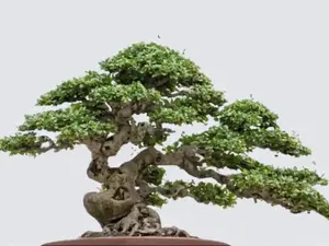 Bonsai Tree -   Starter Kit/Complete Pkg.  Home improvement inside or outside potted plantings