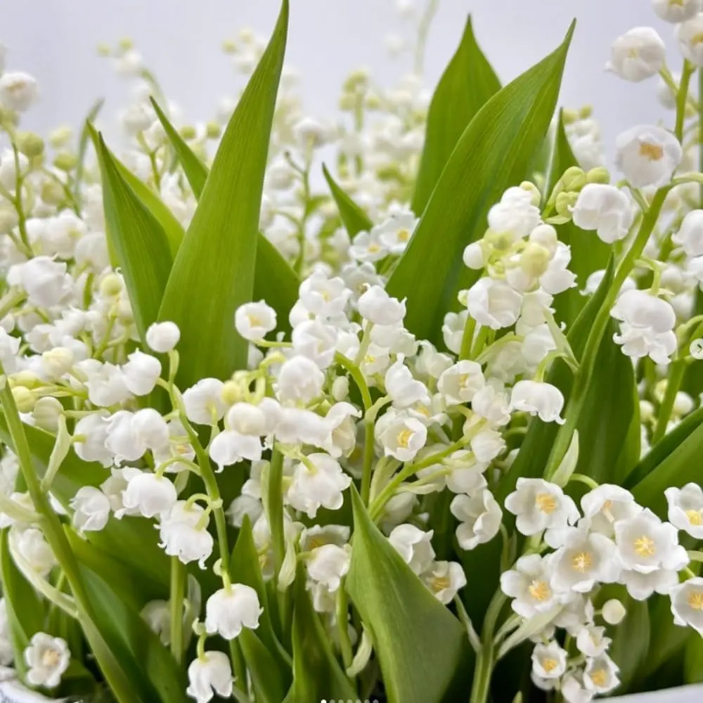 Mixed Convallaria Lily of The Valley Bare Root for Garden Planting, Hardy Perennial Spring Flowers with Charming Fragrant Blossoms