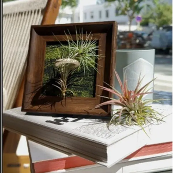 Decorative Wooden with Lucky Green Plants – Perfect for Tabletop Display, Seasonal Decor, or as a Gift Ornate Black Picture Classic Square Picture Set thrifted frames Decorative Wooden with Lucky Green Plants – Perfect for Tabletop Display, Seasonal Decor, or as a Gift Ornate Black Picture Classic Square Picture Set thrifted frames