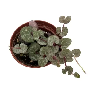 Silver Glory String of Hearts Vine - Ceropegia woodii Silver Glory- 2.5" Pot