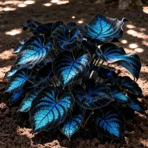 Hosta Seeds Perennial Shade Plant for Garden and Yard Non-GMO USA Made with Instructions for Easy Care and Versatile Growth