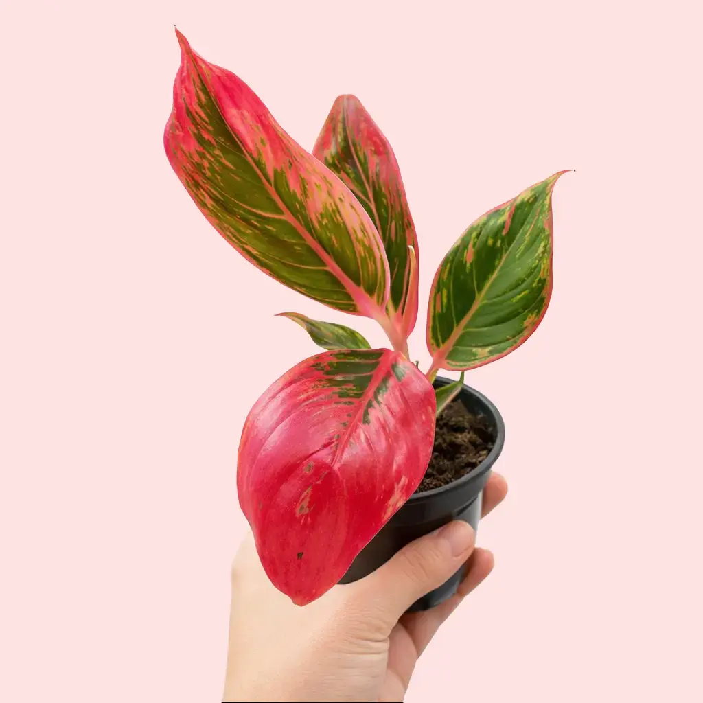 vigoro dieffenbachia Dieffenbachia 'Maui Wowie' – Prop & Grow Plant Shop main image 0