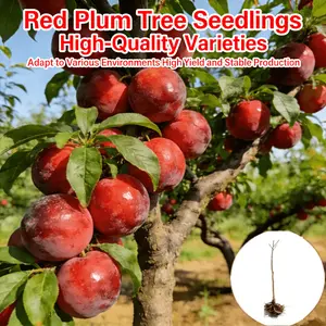 Red apricot seedlings, ornamental and edible fruit trees, sweet fresh apricots, perennial plants, suitable for home yard and garden landscaping