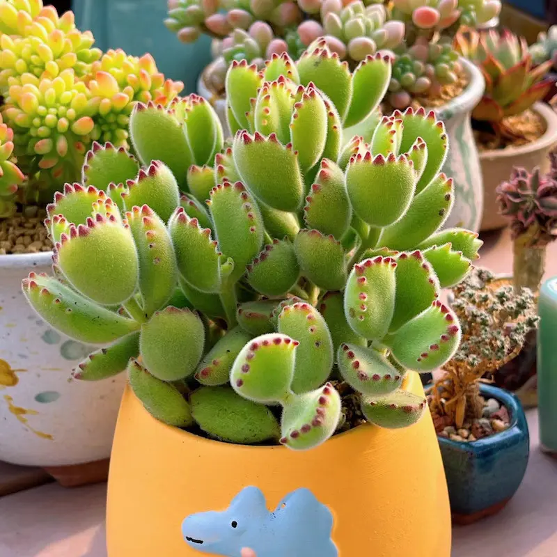2 inch Variegated Bear's Paw Succulent - delivered with soil and pot - Beautiful decoration, suitable for balcony, room, kitchen, indoors and outdoors