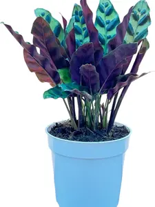 Orchids Rattlesnake Calathea Live Plant - Colorful House Plant, Air Purifier, Ideal for Home Decor - Indoor Bonsai Plant