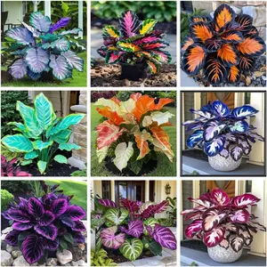 800pcs Hosta Seeds for Planting – Rare Shade-Loving Perennial Plants with Colorful Foliage – Easy to Grow & Low Maintenance – Perfect for Outdoor Flower Bed Decoration, Garden Borders, Patios & Landscaping – Hardy Heirloom Seeds for Elegant Garden Design