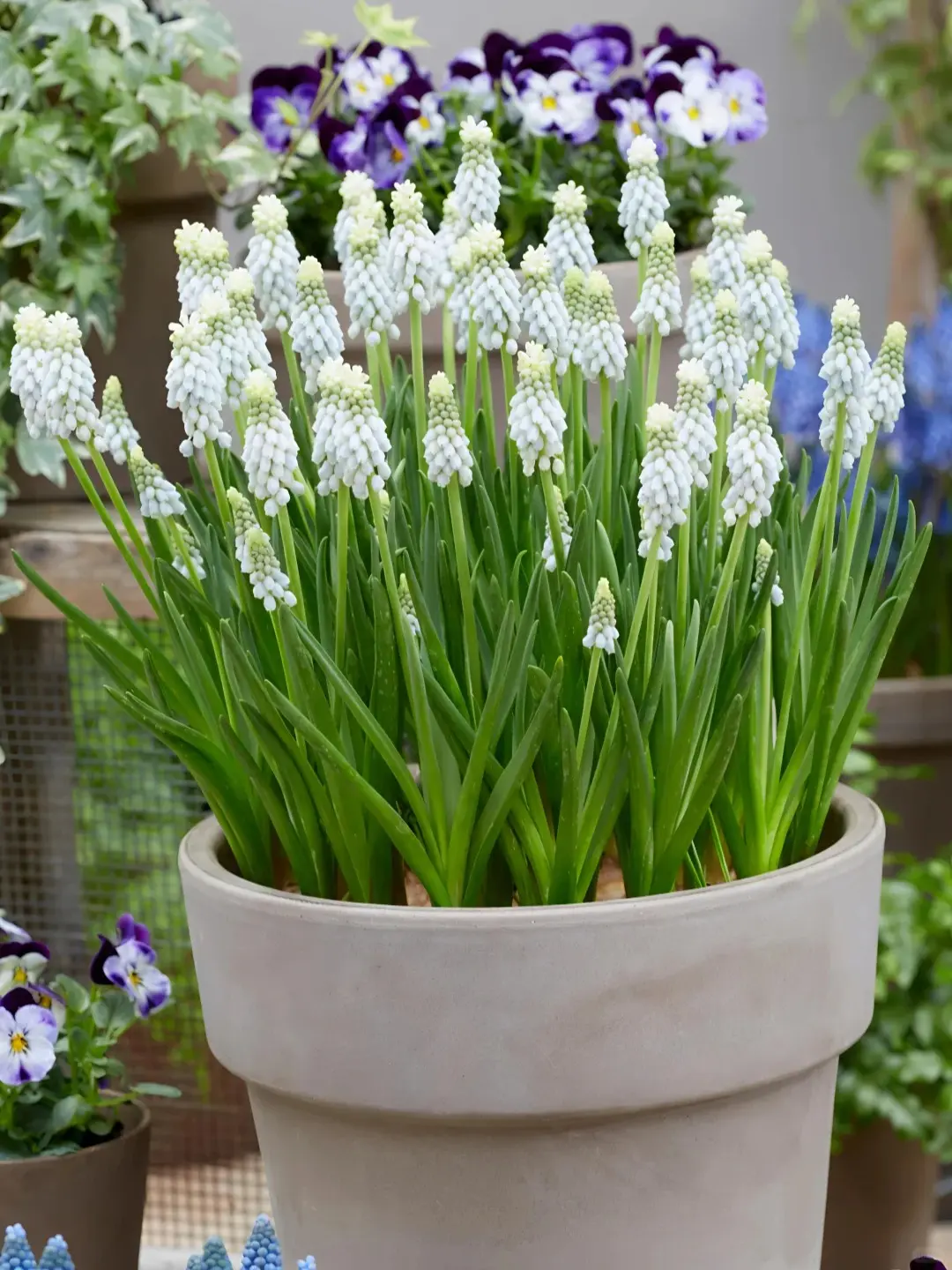 White Muscari Grape Hyacinth Bulbs, Perennial Live Flower Bulbs for Potted & Outdoor Garden Planting