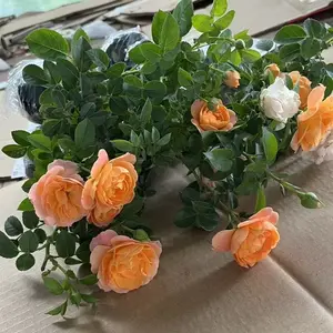 3 rose old tree seedlings with well-developed root systems and hardy flowering shrubs