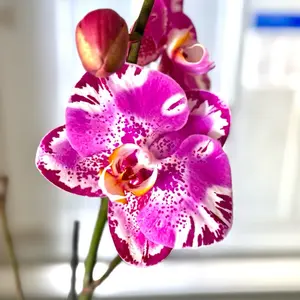 Blooming Tiger Orchids in a 4” Pot Live Houseplants