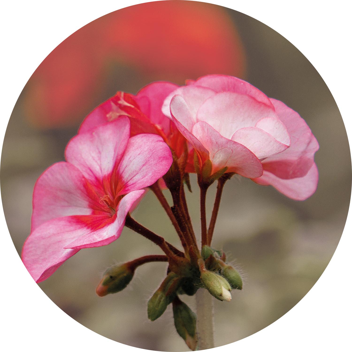 Sz Essentials | Rose-Geranium Essential Oil -  Rich & Floral Scent, with Rose Overtones - 100% Pure and Natural - Therapeutic Grade - 0.17 Fl (5ml)