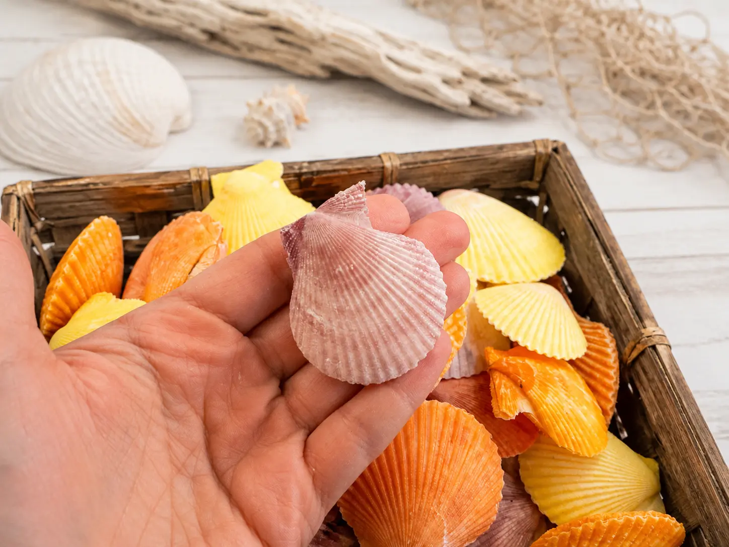 Pecten Nobilis Pair 2-3”- Scallop Shell