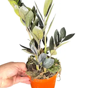6" Raven ZZ Plant, Black ZZ, Live Houseplant, Indoor Plant