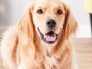 Candure Dog Nail Clippers and Trimmer with Safety Guard to Avoid Over-Cutting Toe Nails Professional Grooming Pet Nail Clipper with Nail File for Small Medium-Large Breeds