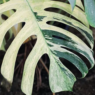 Monstera Obscura - TikTok Shop