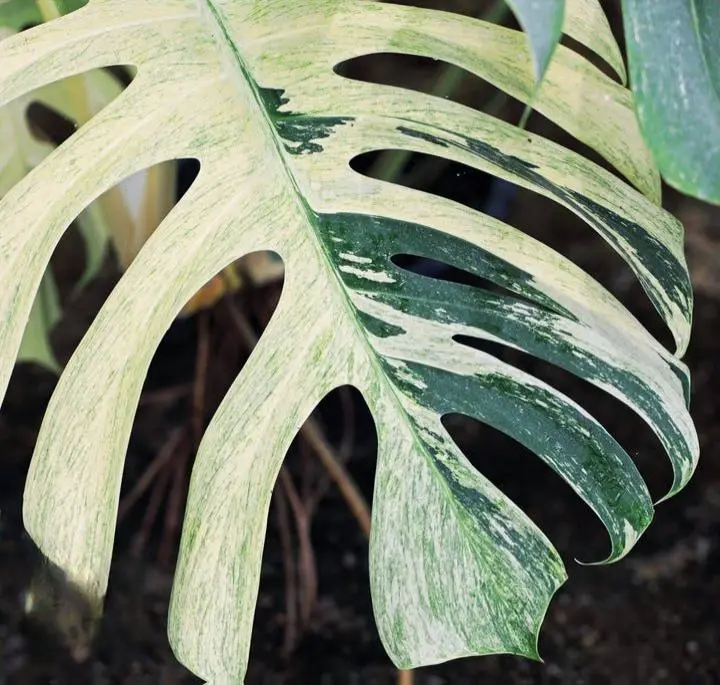 Monstera Mint starter plant