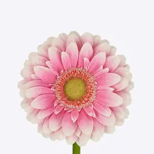 Mini Gerber Anika - 60 Stem Bunch