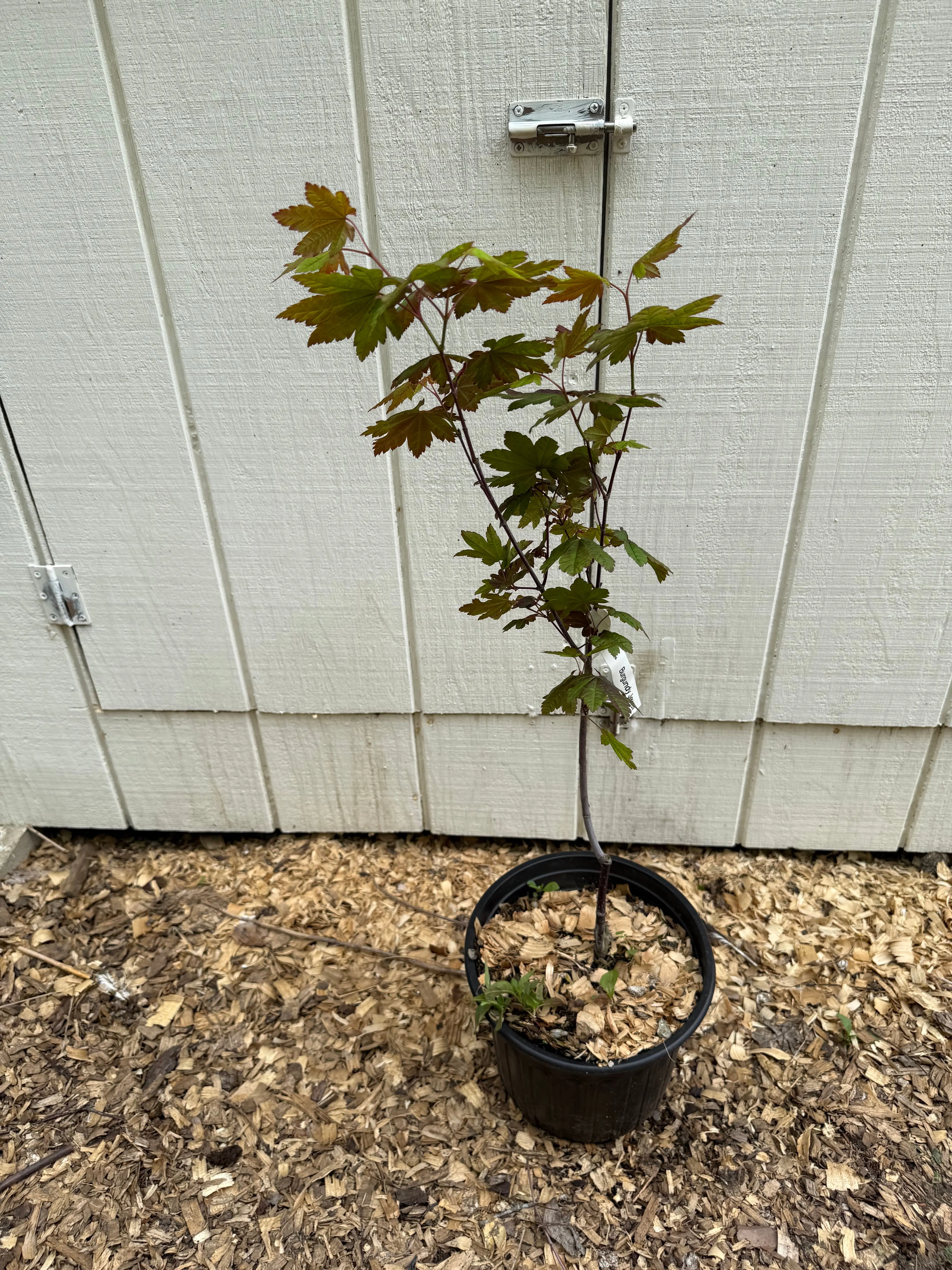 Acer circinatum ‘Burgundy Jewel’ Pacific Vine Maple 3’ Specimen 2 Gallon Pot