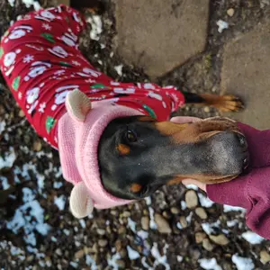 Noise Protection Dog Hat – Warm Knitted Quiet Ears Cap for Medium & Large Pets, Soft Winter Headwear for Dogs & Cats, Comfortable Anti-Noise Orange Hoodie