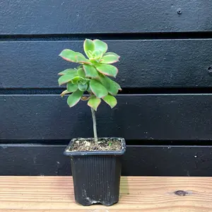 Aeonium Haworth succulent 2 Inch pot
