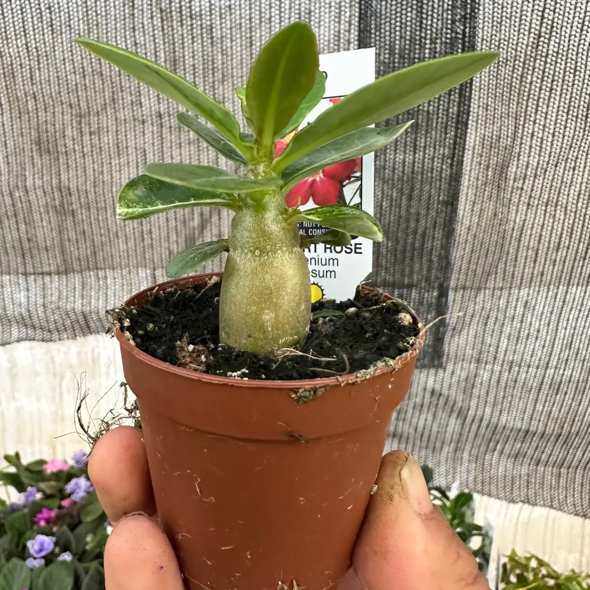 Desert Rose plant 2 inch pot