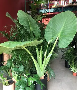 LIVE PLANT 3ft tall - Borneo Giant Elephant Ear - Alocasia macrorrhiza Elephant ear