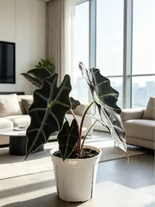 LZ10  Live Stream Exclusive Alocasia Polly Live Elephant Ear Plant 4 Inch Pot | Tropical Indoor Houseplant for Home & Office Decor