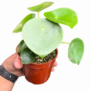 4” Peperomia Raindrop, Pet Friendly Live Houseplant, Indoor Plant