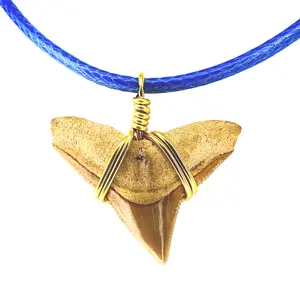 Limited Edition Rare Orange Shark Tooth Fossil Necklace aquarium