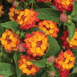 Luscious® Citrus Blend Lantana