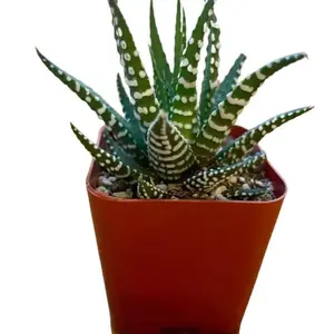 Live Zebra Plant - Zebra Cactus Plant - Haworthia Fasciata Plant - 2 Inch Pot