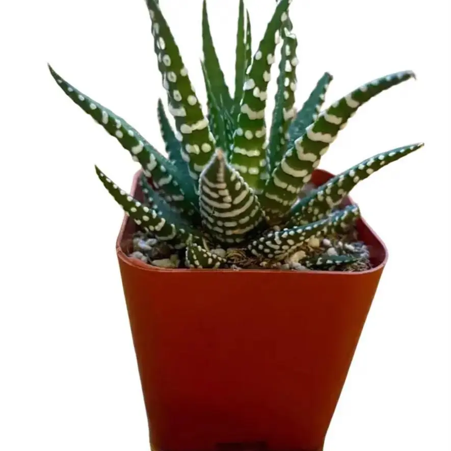 Live Zebra Plant - Zebra Cactus Plant - Haworthia Fasciata Plant - 2 Inch Pot