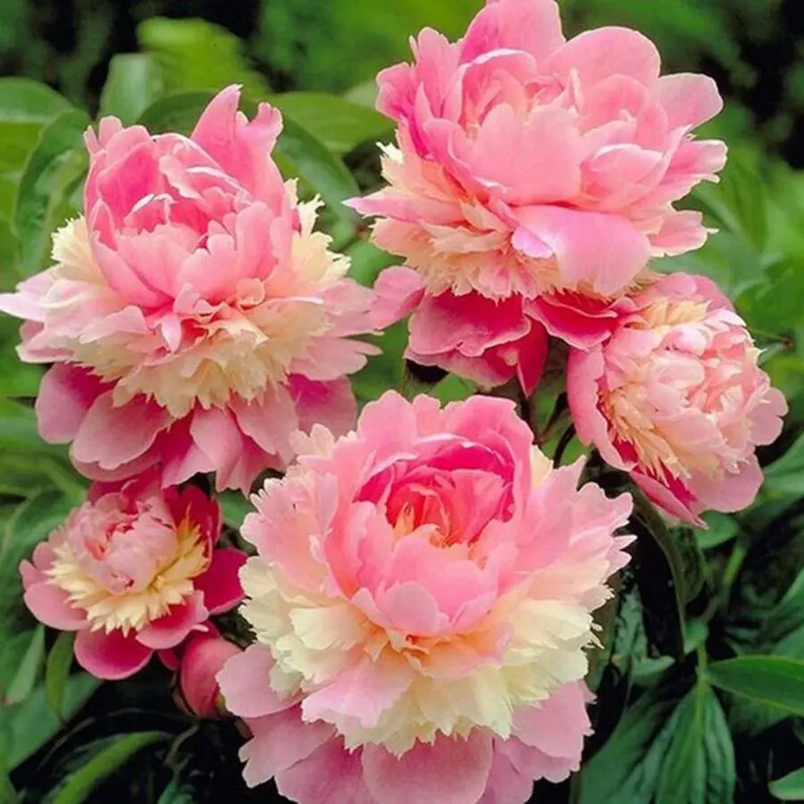 500 Pcs Peony Seeds Four Seasons Sowing Blooming Seeds Peony Red Peony Seeds Courtyard Balcony Flowers Blooming