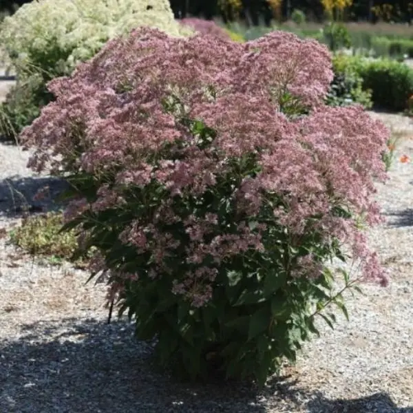Rosie Josie Joe - Pye Weed