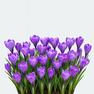 Blue Moon Crocus Bulbs for Forcing Indoors - Easy to Grow - Made in USA, Iowa - Grow in Water/Dirt Indoors or Plant Outdoors - Prechilled