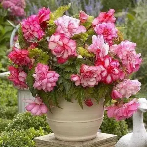 Begonia - PINK Balcony (2 Bulbs) Fragrant