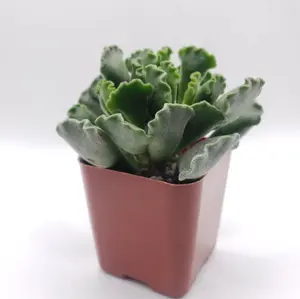 Live Adromischus Cristatus Plant - Key Lime Pie Plant - Key Lime Pie Succulent Plant - Crinkle Leaf Plant - Rare Succulent Plant - Fuzzy Plant - 2 Inch Pot
