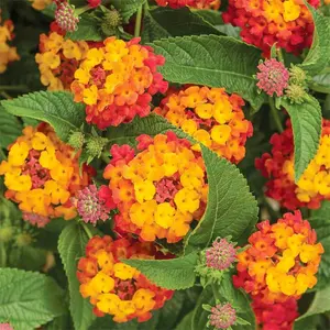 500 Pcs Lantana Camara Seeds, Shrub Verbena, Easy to grow, Suitable for Personal / Home Cultivation, Seeds for Spring / Summer Garden, Great For Beginners
