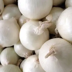 500 Seeds Utah White Sweet Spanish Onion Seeds for Planting 2 Grams Garden Vegetable