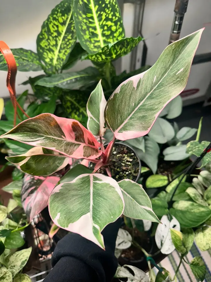 Philodendron pink mutation - 4” pot