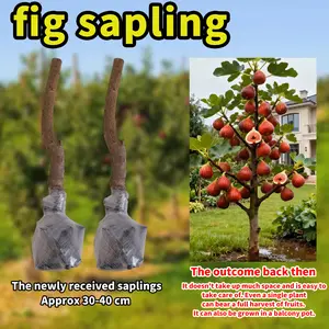 Fig Tree Seedling for Home Garden – Easy to Grow Fruit Tree for Backyard, Beginner Friendly Fig Plant for Patio and Container Gardening
