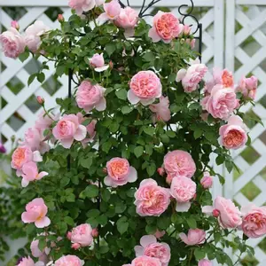 Climbing Rose【Dames de Chenonceau】- 1.5 Gal OwnRoot LivePlant｜｜ Large Bloom